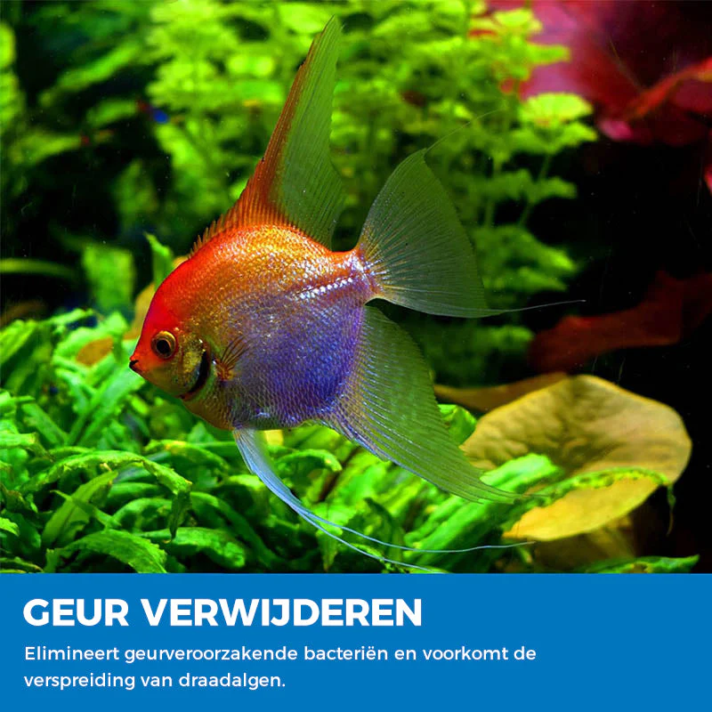 Miniatuur 6