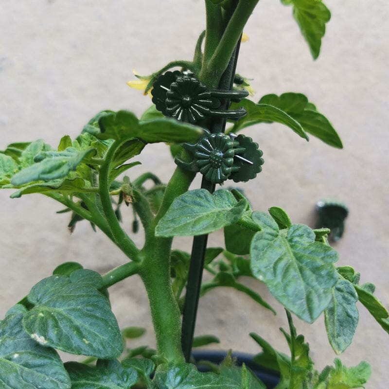Miniatuur 7