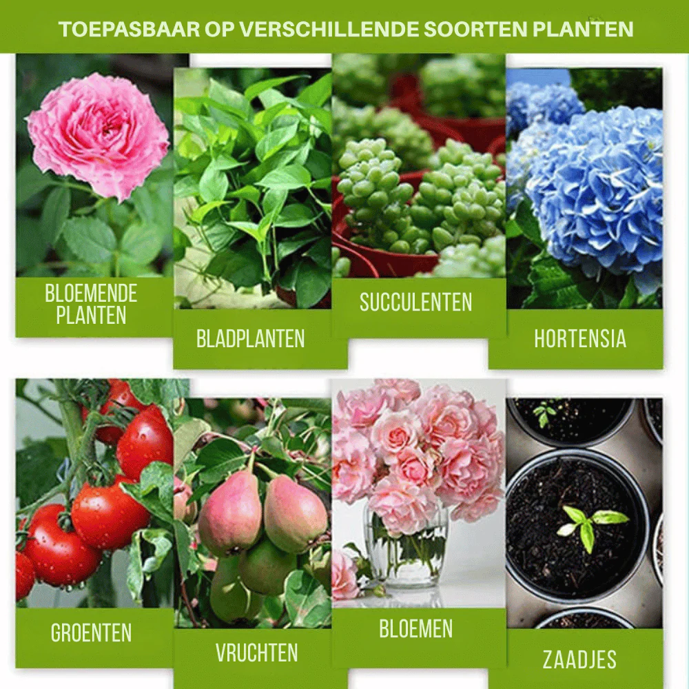 Miniatuur 3