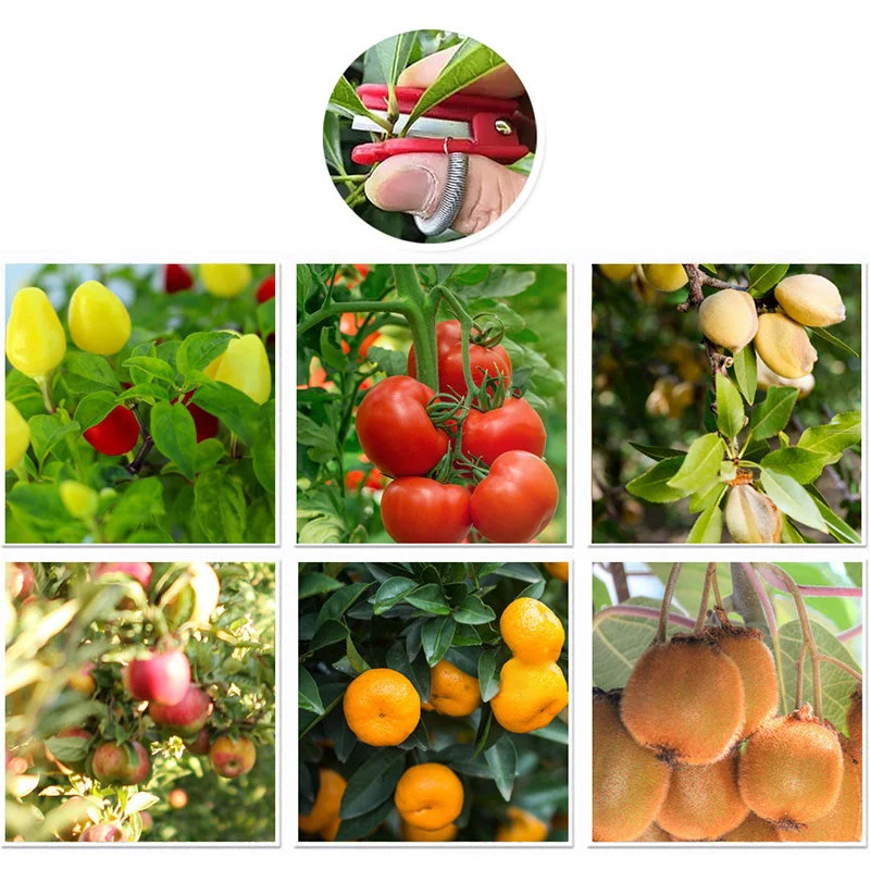 Miniatuur 6