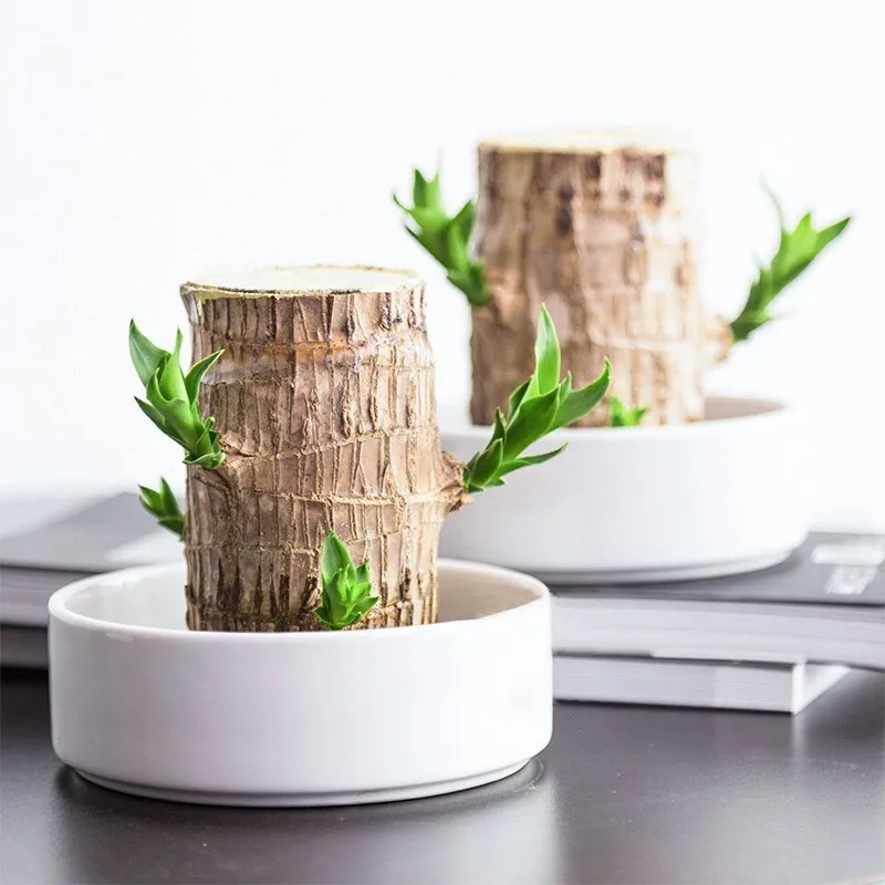 Miniatuur 3